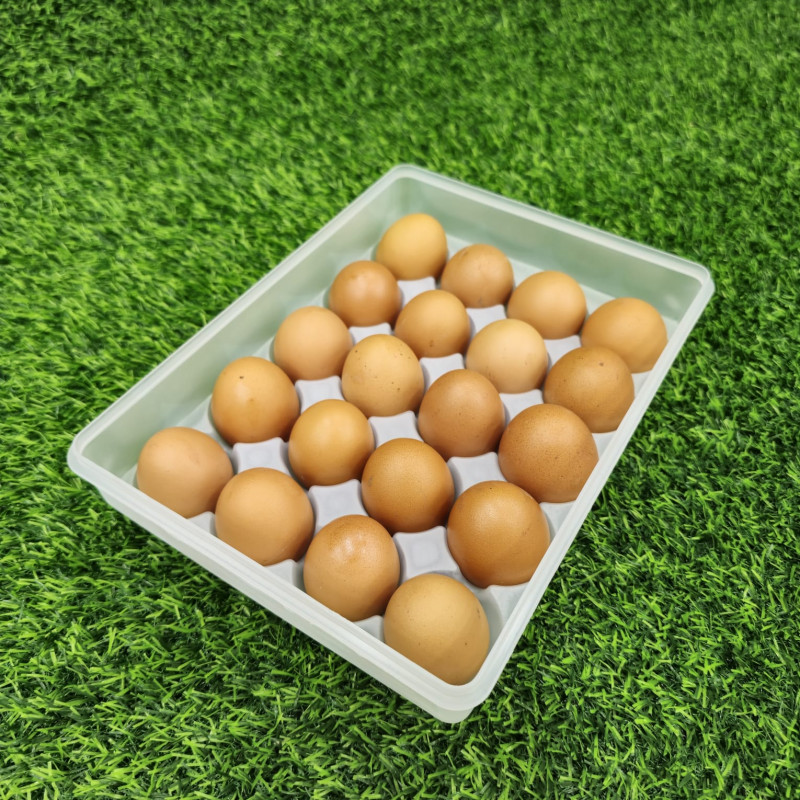 20 grid egg box